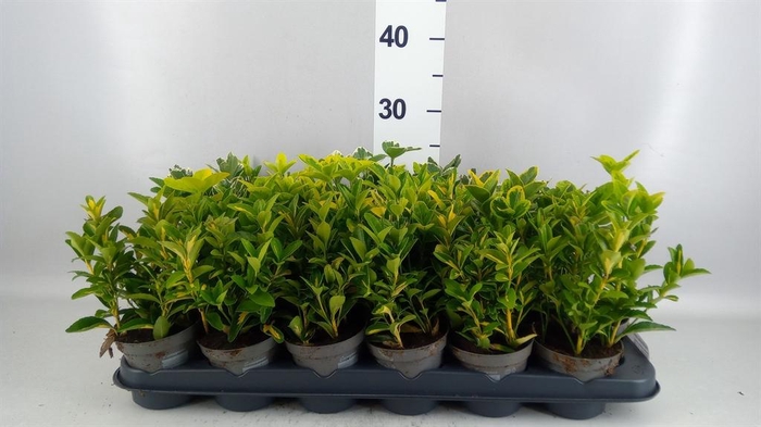 <h4>Euonymus japon.   ...mix</h4>