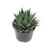 SUCULENTAS HAWORTHIA MARUMIANA P09