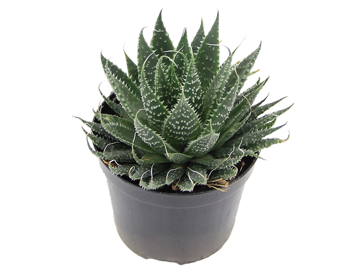 SUCULENTAS HAWORTHIA MARUMIANA P09