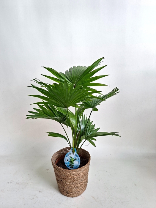 <h4>LIVISTONA ROTUNDIFOL</h4>