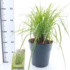 Pennisetum alopecuroides