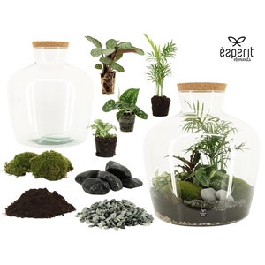 91044: DIY Terrarium arrangement