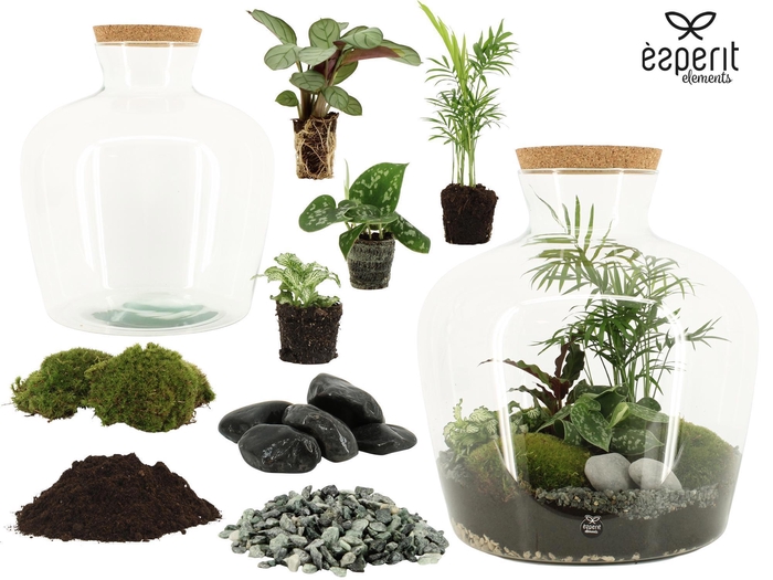 <h4>91044: DIY Terrarium arrangement</h4>
