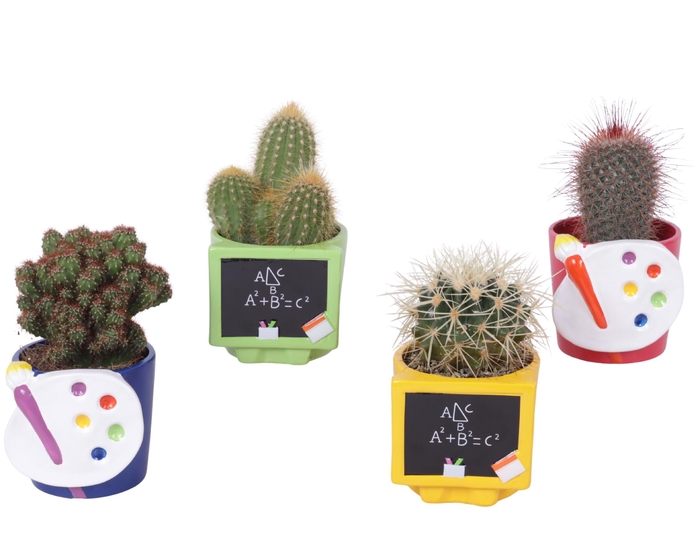 <h4>Thank you Teacher Arr. Cactus Ceramic Pot Teachermix Ø11cm 1PP</h4>