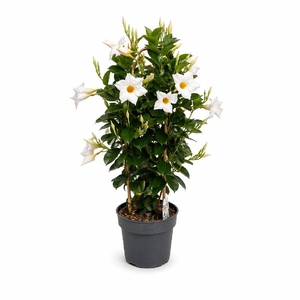 Dipladenia dubbelboog wit