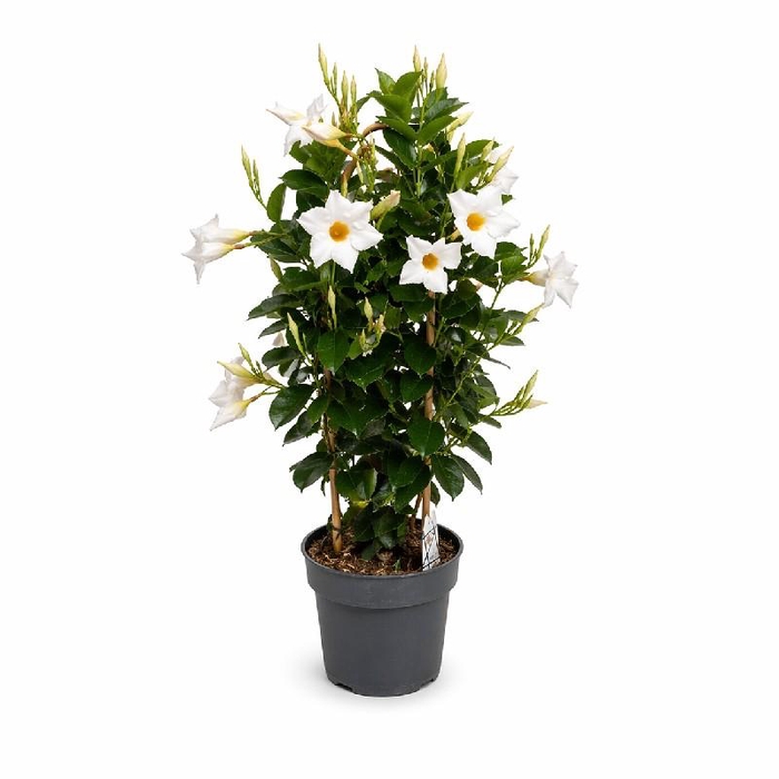 <h4>Dipladenia dubbelboog wit</h4>