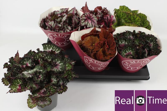 <h4>BEG BEL GEM</h4>