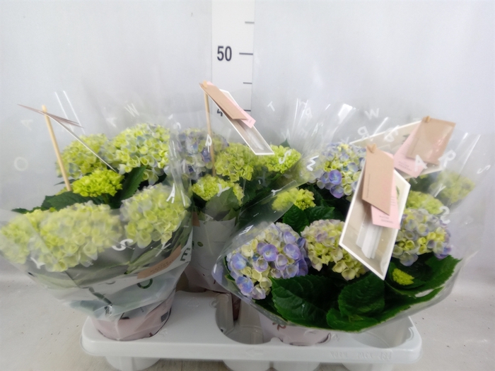 <h4>Hydrangea mac. 'Hi River'</h4>