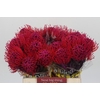 Nutans Painted Cerise