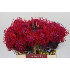 Nutans Painted Cerise