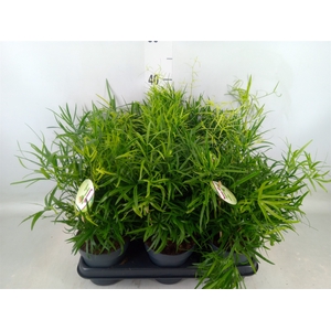 Asparagus falcatus