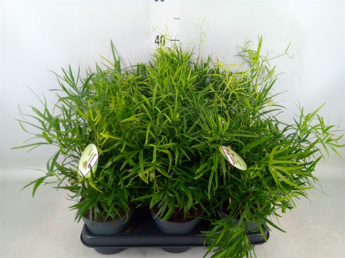 <h4>Asparagus falcatus</h4>