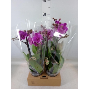 Phalaenopsis   ...lilac