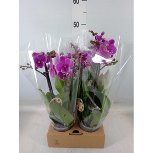 Phalaenopsis   ...lilac