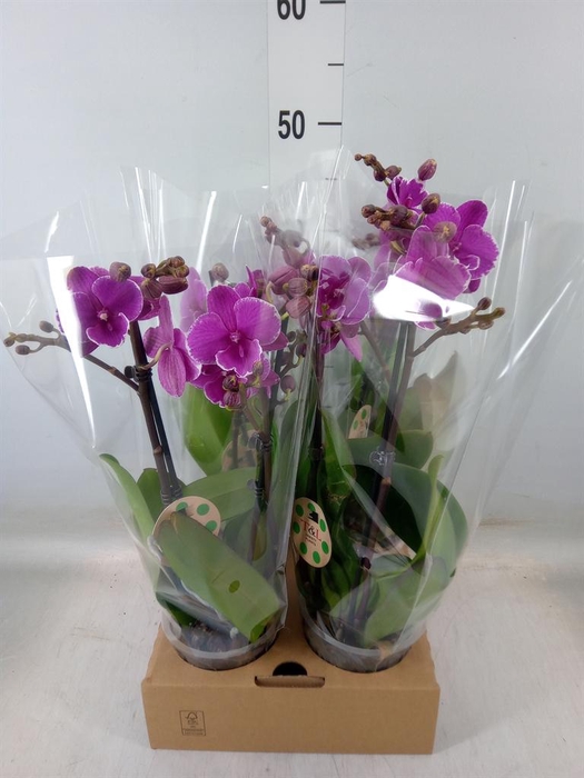 <h4>Phalaenopsis   ...lilac</h4>