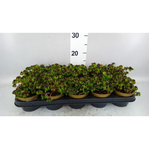 Oxalis deppei
