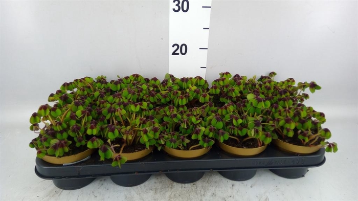 <h4>Oxalis deppei</h4>