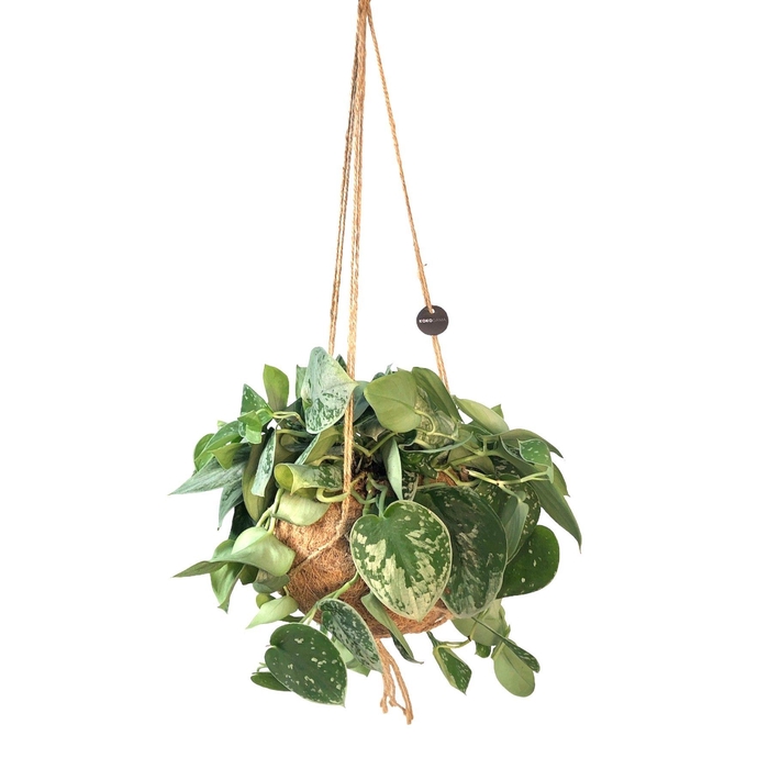 <h4>Kokodama 17 cm Scindapsus (species may vary)</h4>