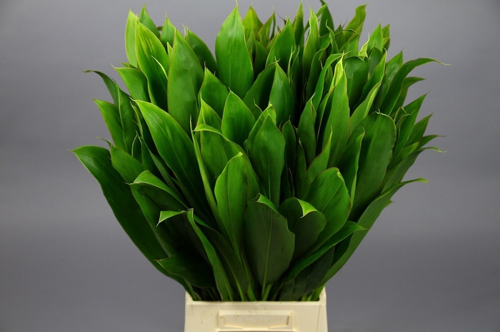 <h4>Cordyline Tops Green White Edge</h4>