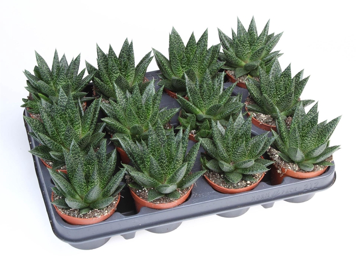 <h4>Gasteria  'Flow'</h4>