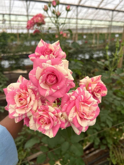 <h4>R GR Tr Disha</h4>