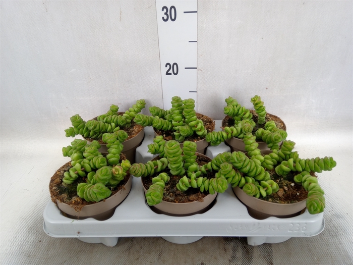 <h4>Crassula   ...</h4>