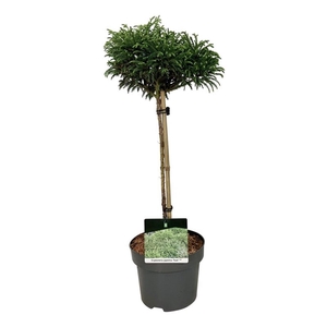 Cryptomeria j. 'Toad'