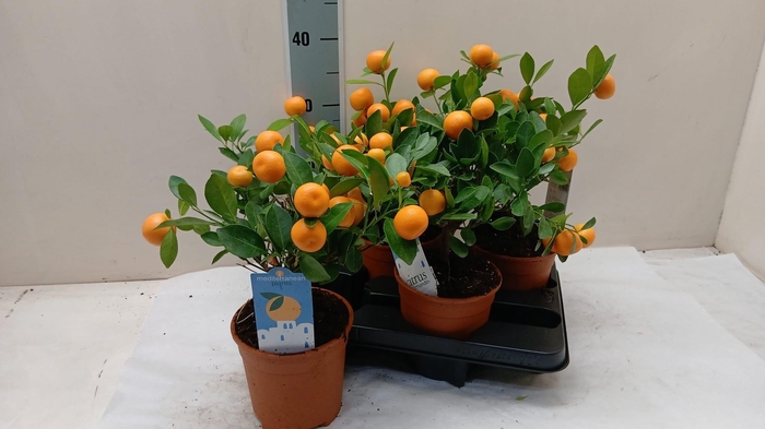 <h4>CITR MICROCARPA</h4>