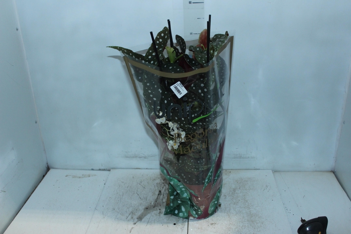 BEGONIA MACULATA P17 PO
