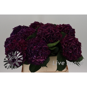 Hydrangea royal king