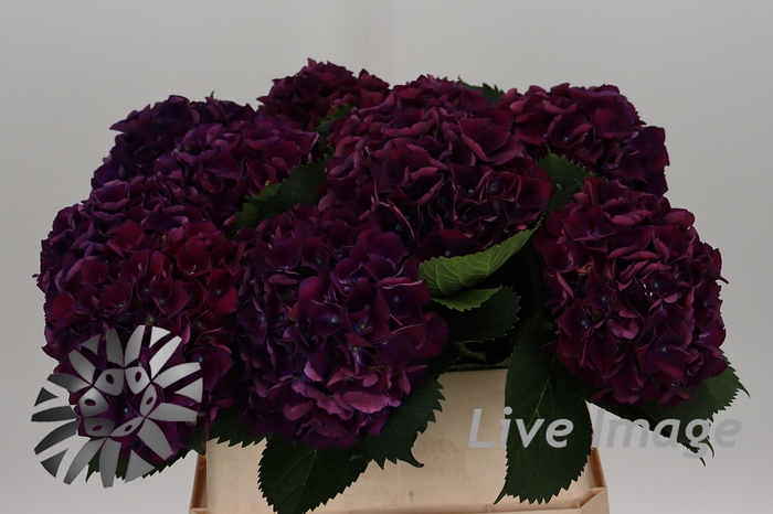 <h4>Hydrangea royal king</h4>