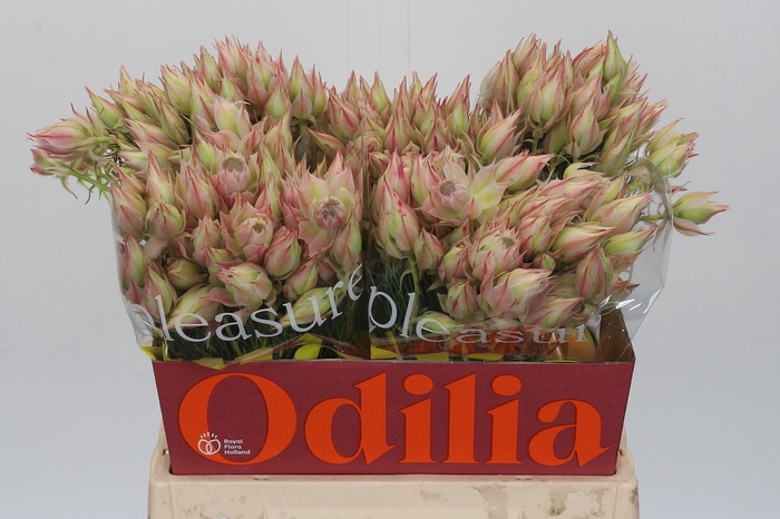 Blushing Bride Ayoba Satin Star