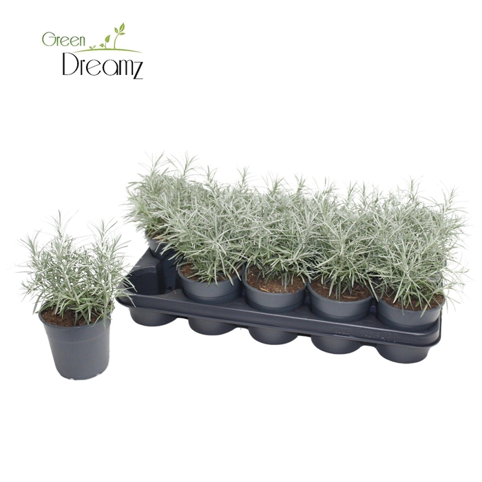 <h4>Helichrysum Augustifolium Kari</h4>