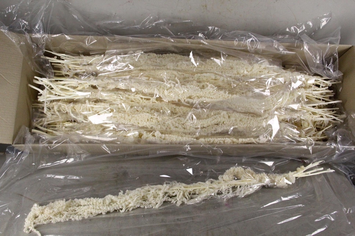 <h4>PF Amaranthus Hang Bleach Bs</h4>