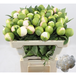 PAEO COL OWEN COUSIN