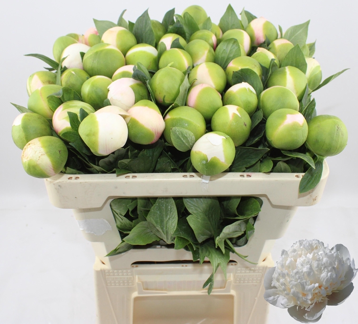 <h4>PAEO COL OWEN COUSIN</h4>