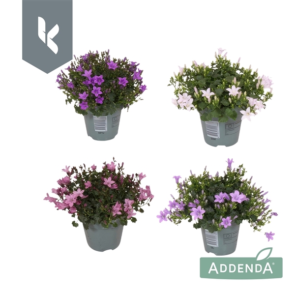 <h4>Campanula Addenda Mix in de tray, minimaal 3 kleuren.</h4>