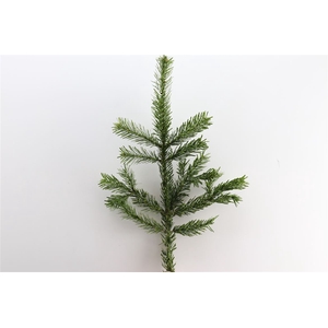 Nordmann 55 Cm Per Tak