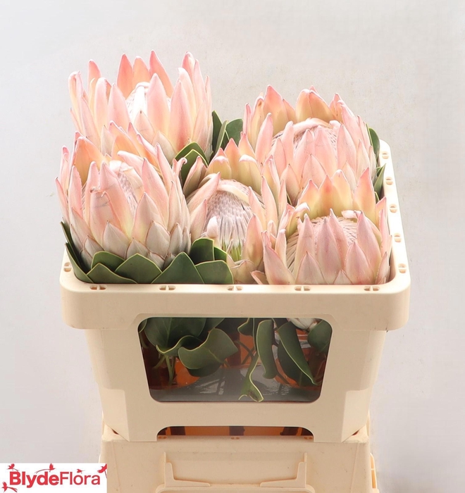 <h4>PROTEA CY LILLIAN</h4>