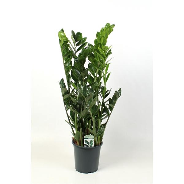 <h4>Zamioculcas zamiifolia</h4>