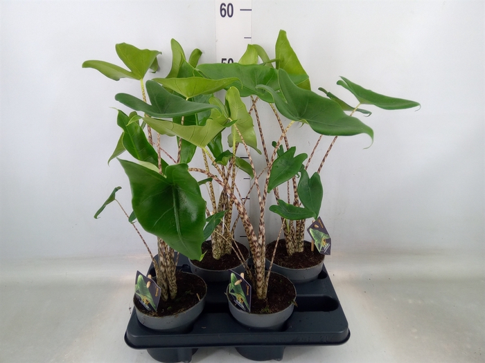 <h4>Alocasia zebrina</h4>