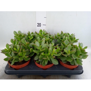 Crassula  'Minova Magic'