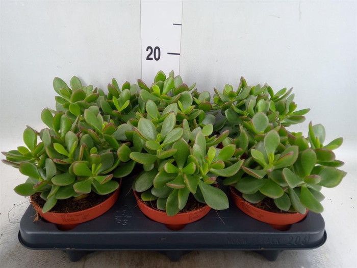 <h4>Crassula  'Minova Magic'</h4>