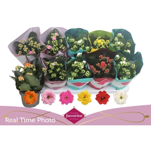 KAL GE PERF GEM 6 KL