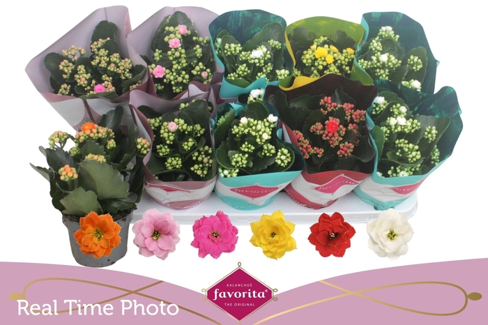 <h4>KAL GE PERF GEM 6 KL</h4>