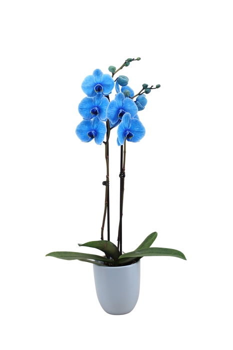 <h4>Hugo Blue Light Phal I Am Blue 2T14+</h4>