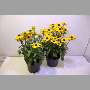 Rudb Sunbeck Ophelia