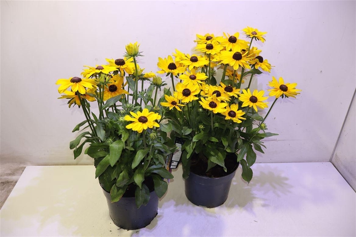 <h4>Rudb Sunbeck Ophelia</h4>
