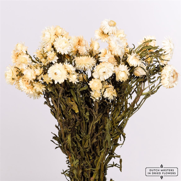 Dried Helichrysum White Bunch