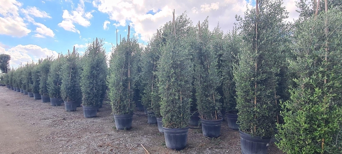 <h4>OLEA EUROPAEA</h4>